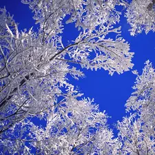 blue, Sky, Covered, snow, trees