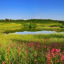 Flowers, Meadow, Pond