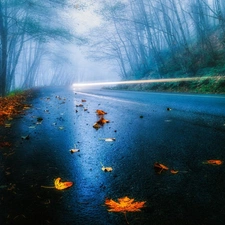 Leaf, autumn, forest, Fog, Way