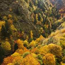 Mountains, autumn, forested