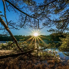 rays, sun, trees, viewes, River