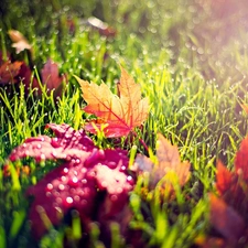 Rosy, autumn, Leaf, drops, grass