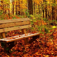 Bench, trees, viewes, Leaf