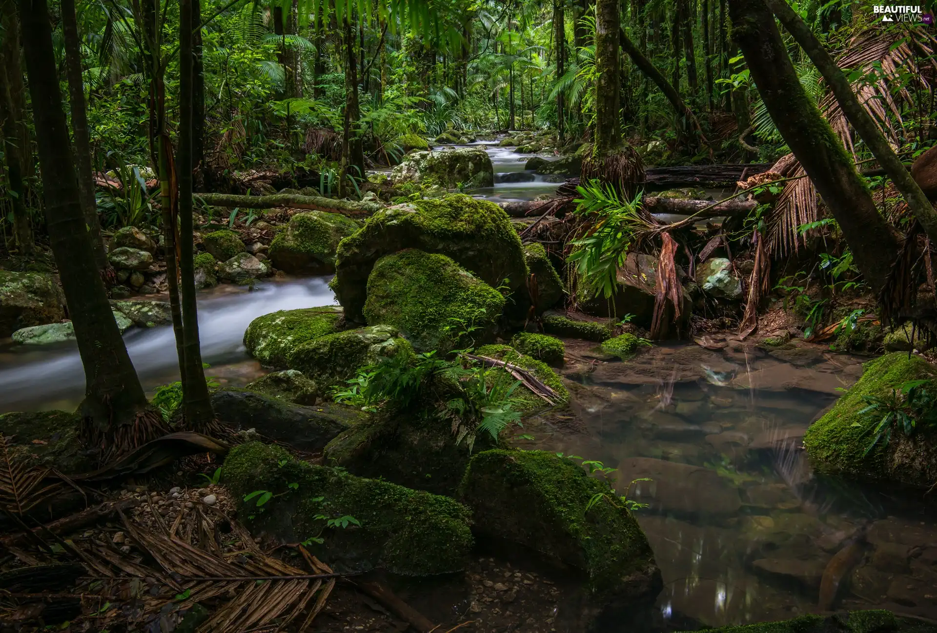 Rainforest, Australia, stream, Stones, Palms, Nightcap National Park