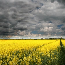 clouds, Yellow, Flowers, Meadow