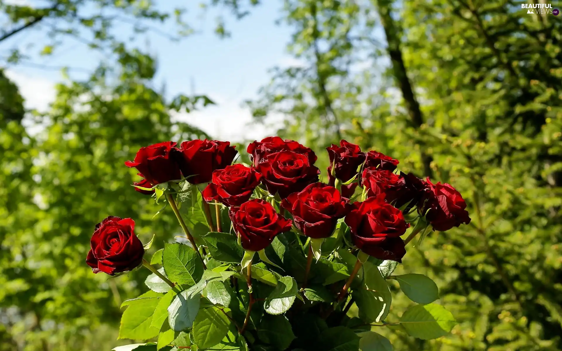 rouge, blur, bouquet, A Bright Red, Garden