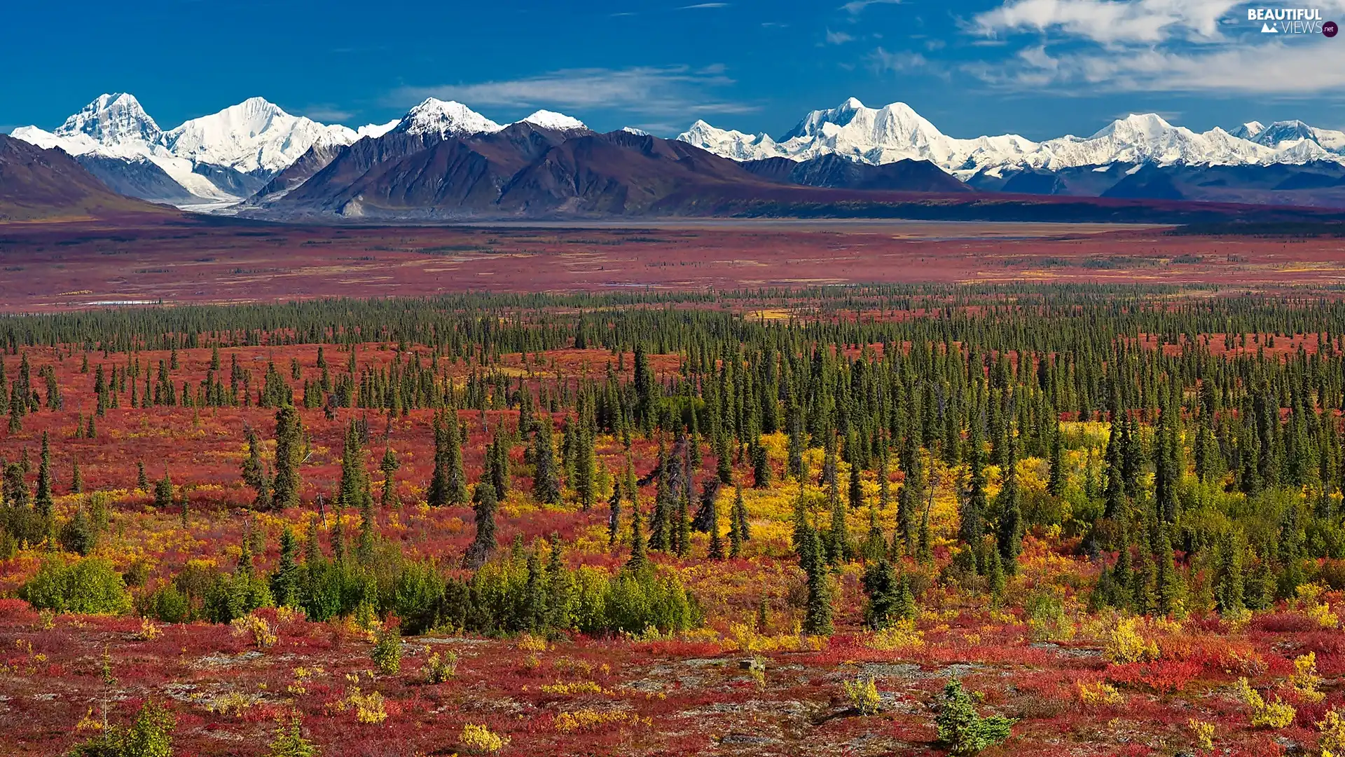 Mountains, Spruces, Alaska, plain