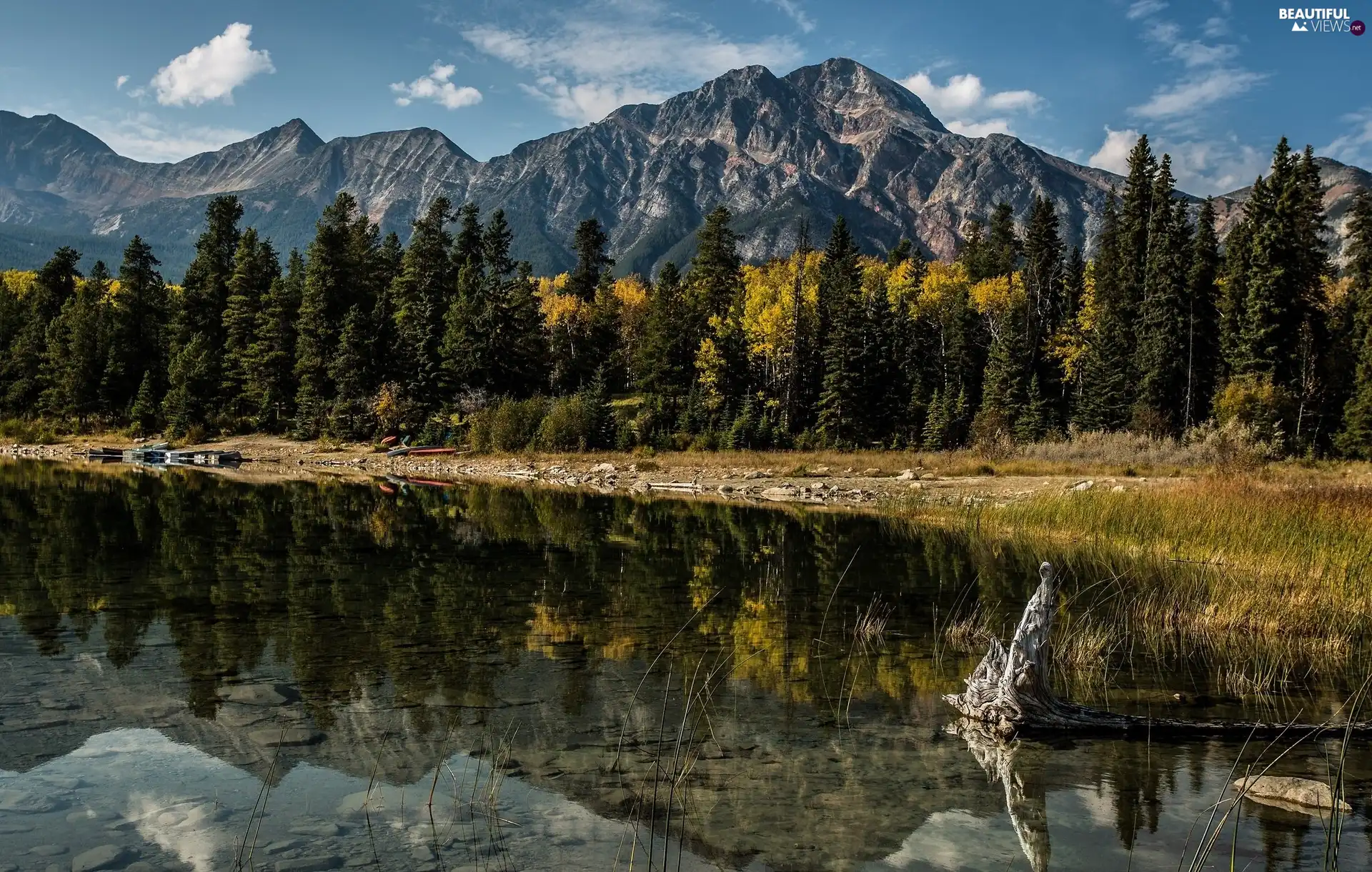 Alberta, Canada, forest, River, Mountains