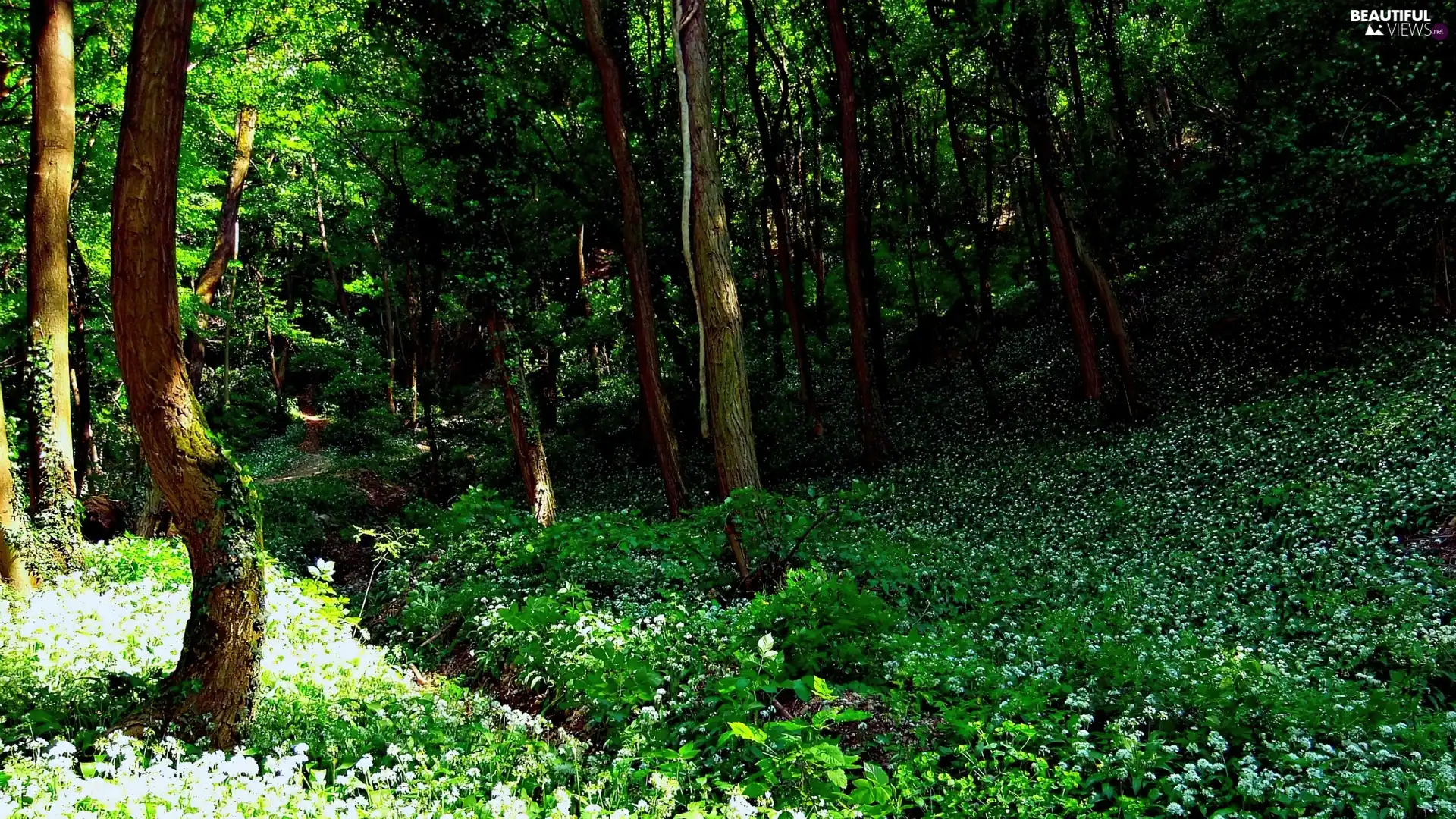 forest, viewes, Anemones, trees