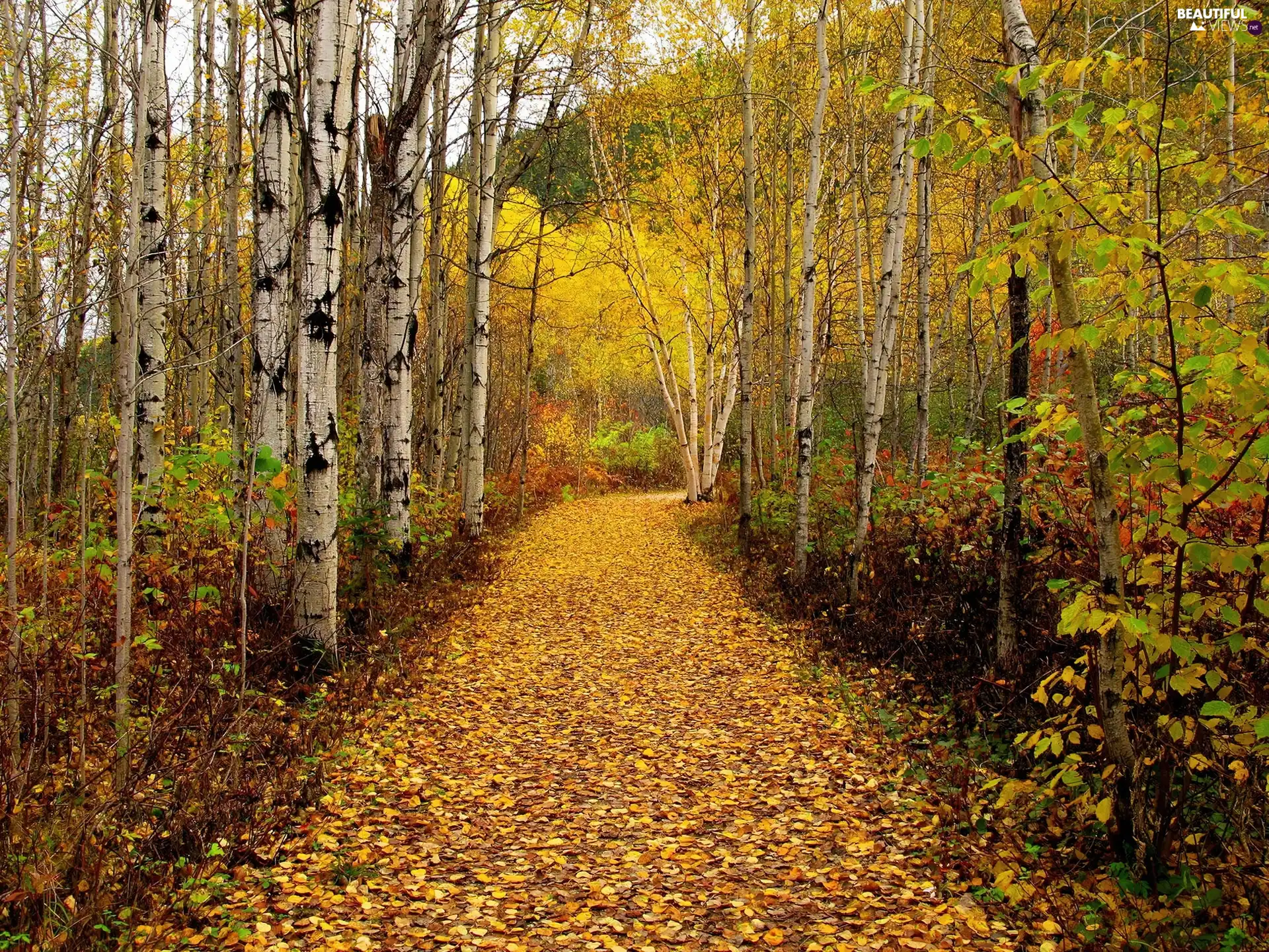 autumn, forest, birch