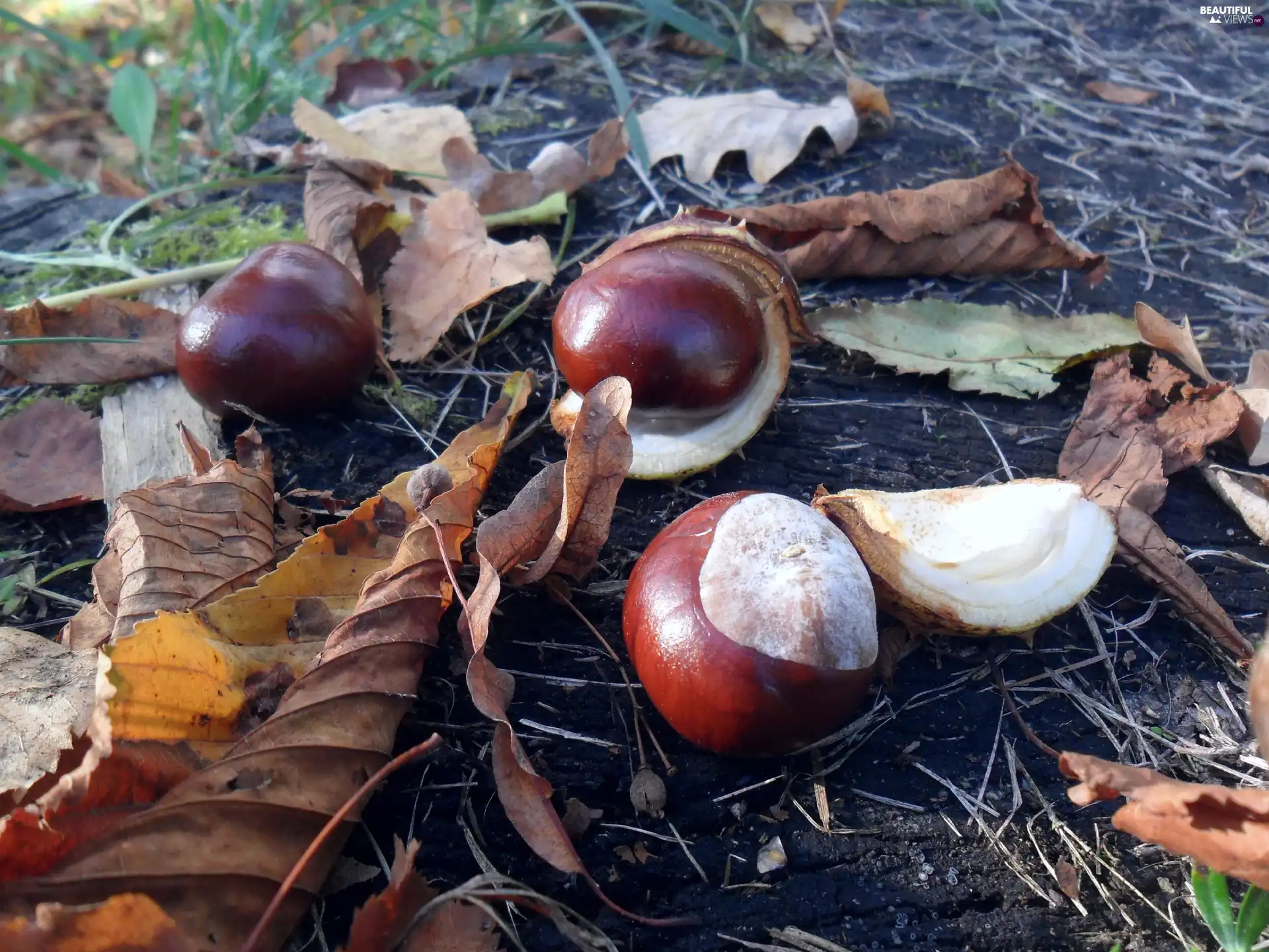 autumn, chestnuts, Leaf