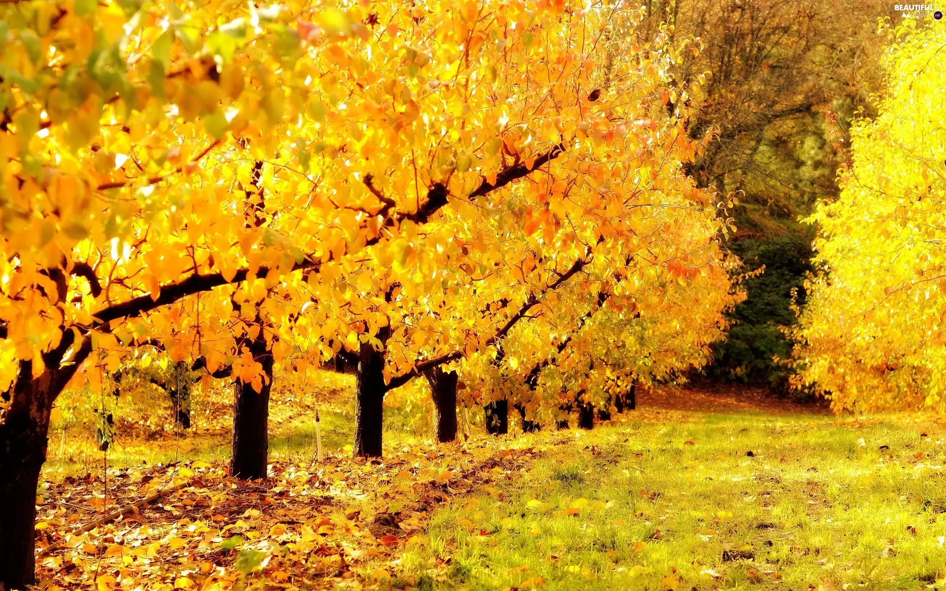 autumn, forest, Leaf