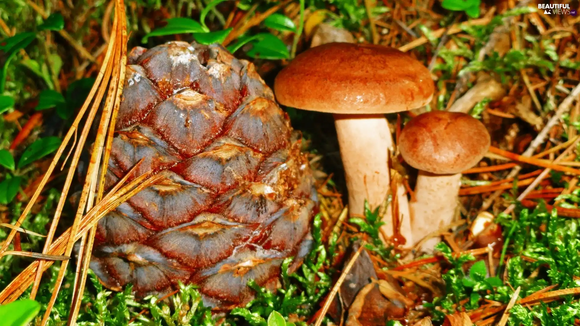 mushrooms, forest, autumn, litter