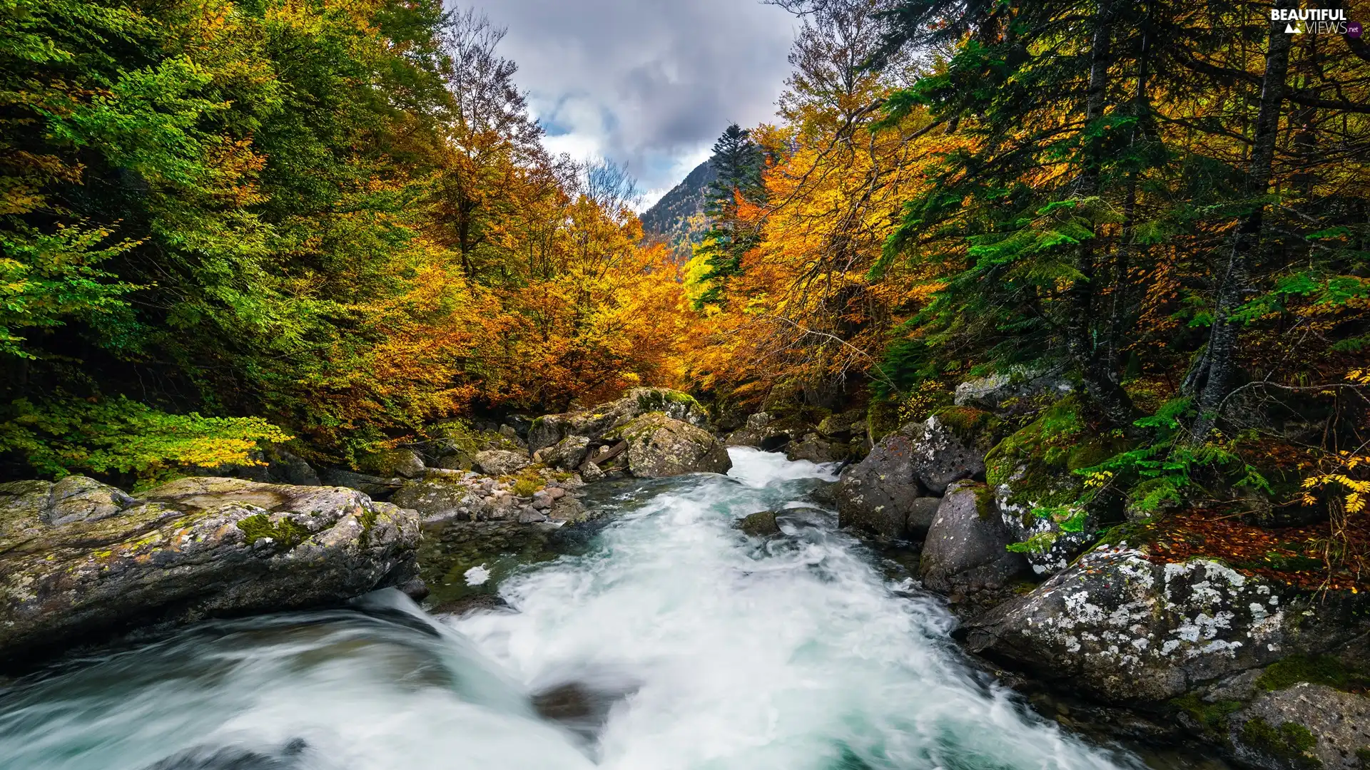 trees, River, forest, autumn, viewes, rocks - Beautiful views ...
