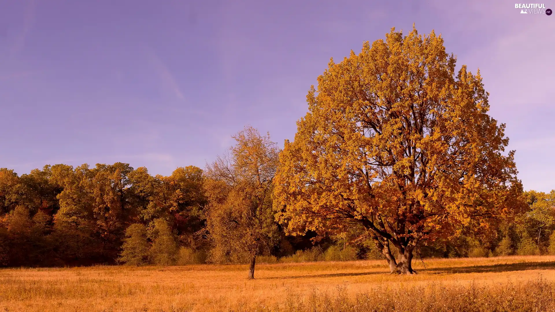 viewes, Meadow, grass, autumn, Leaf, trees