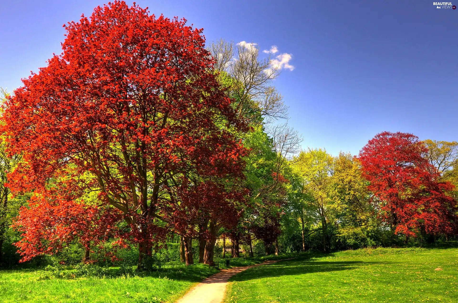 trees, Meadow, autumn, viewes