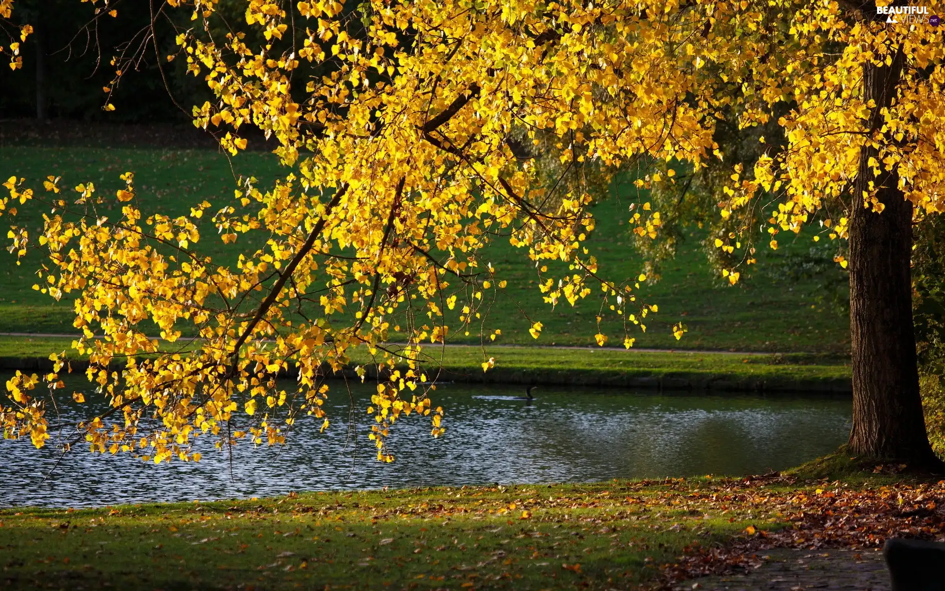 autumn, River, trees