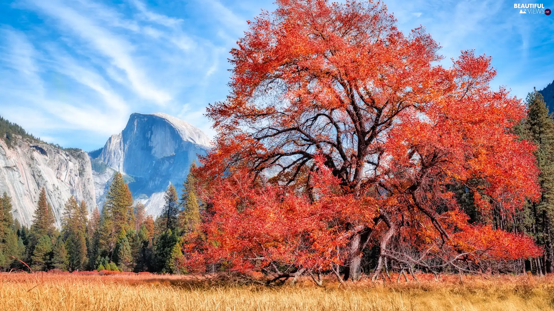 viewes, Mountains, trees, autumn, spreading, trees