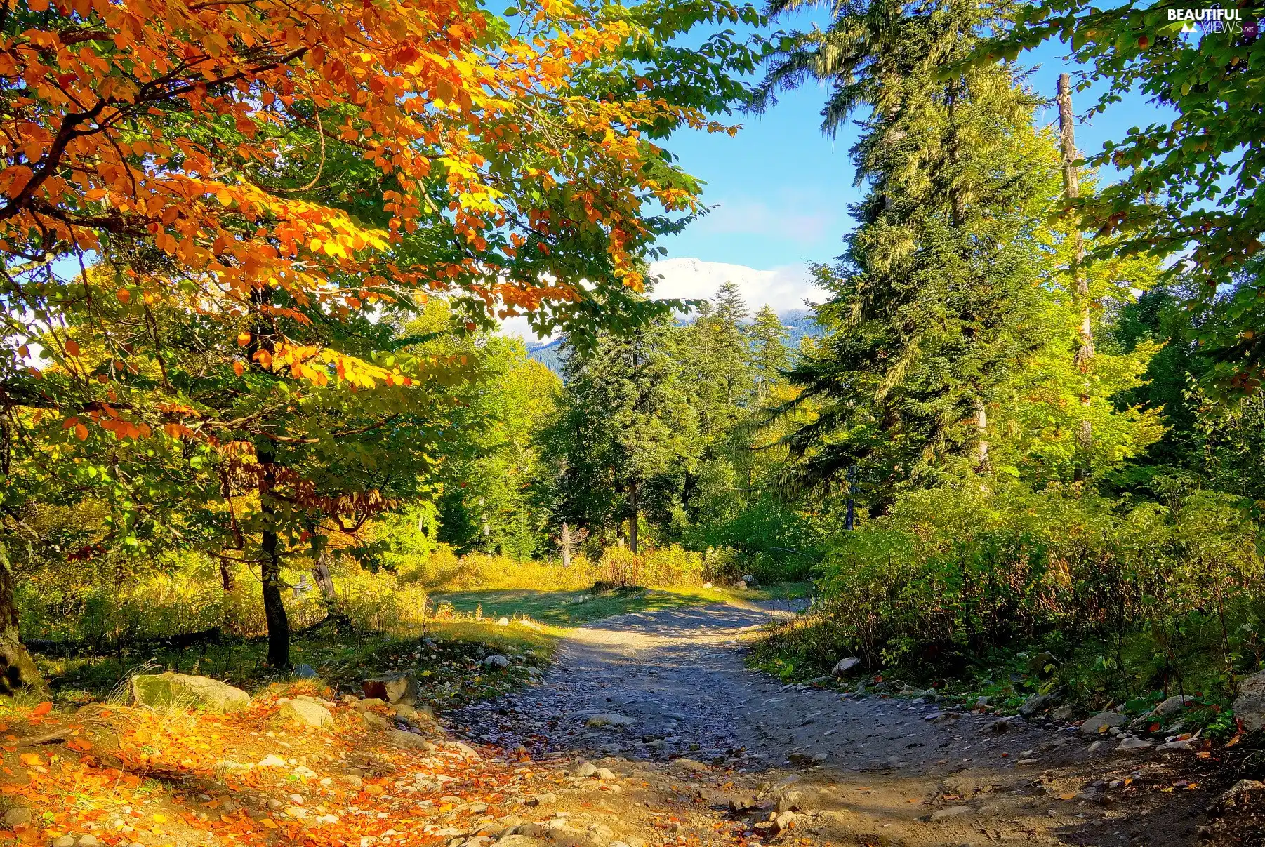 autumn, forest, Way