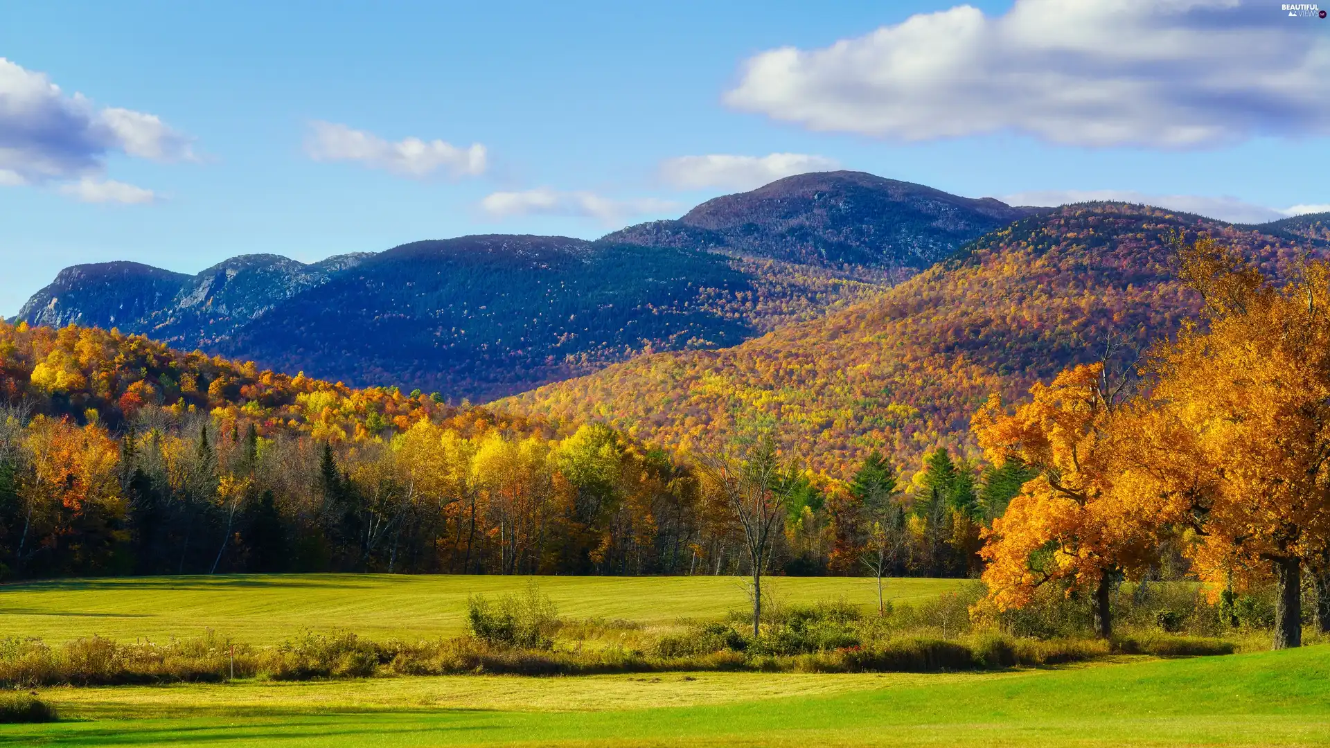 trees, Mountains, medows, autumn, viewes, woods