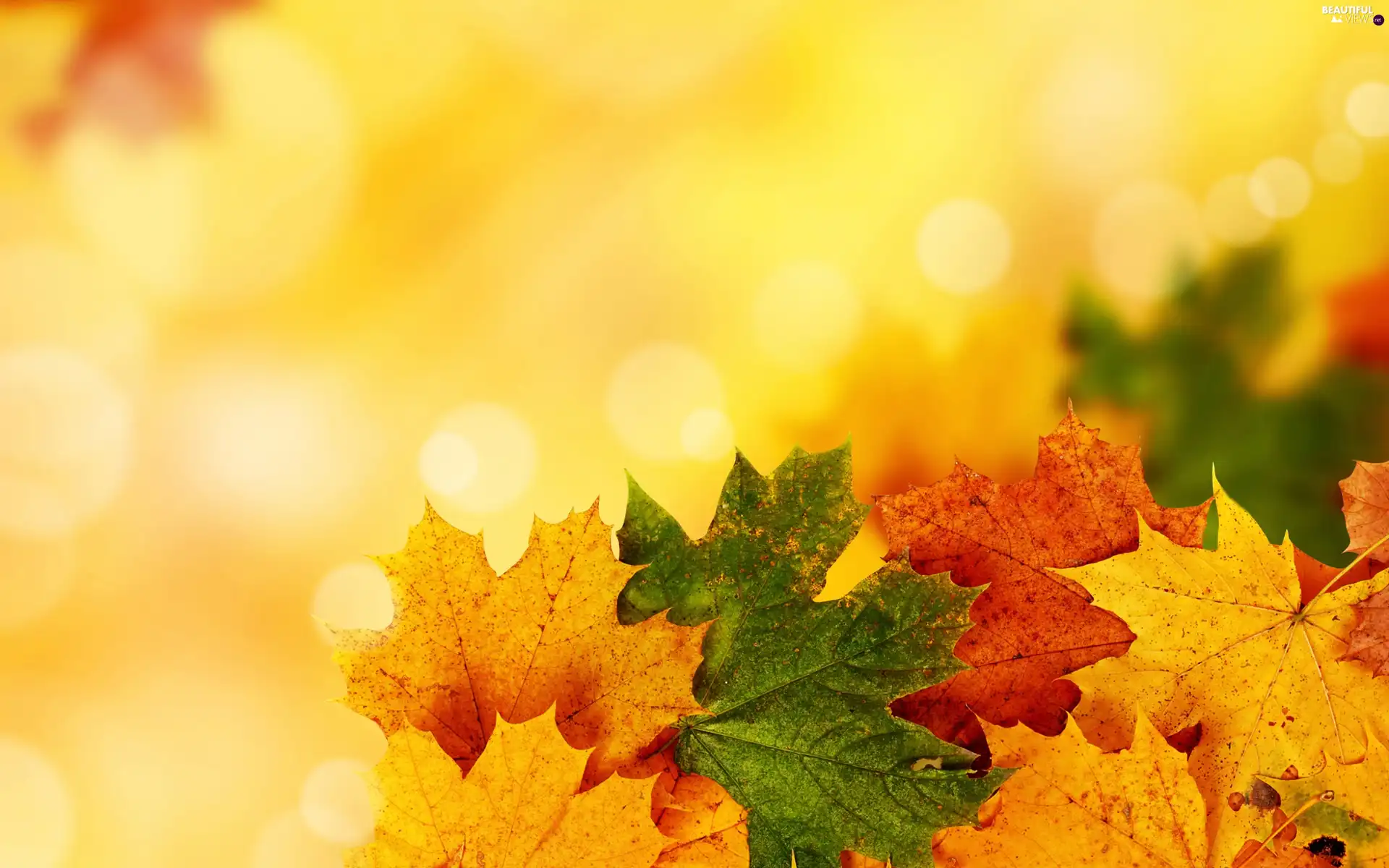 Autumn, Yellow, background, Leaf - Beautiful views wallpapers: 2880x1800