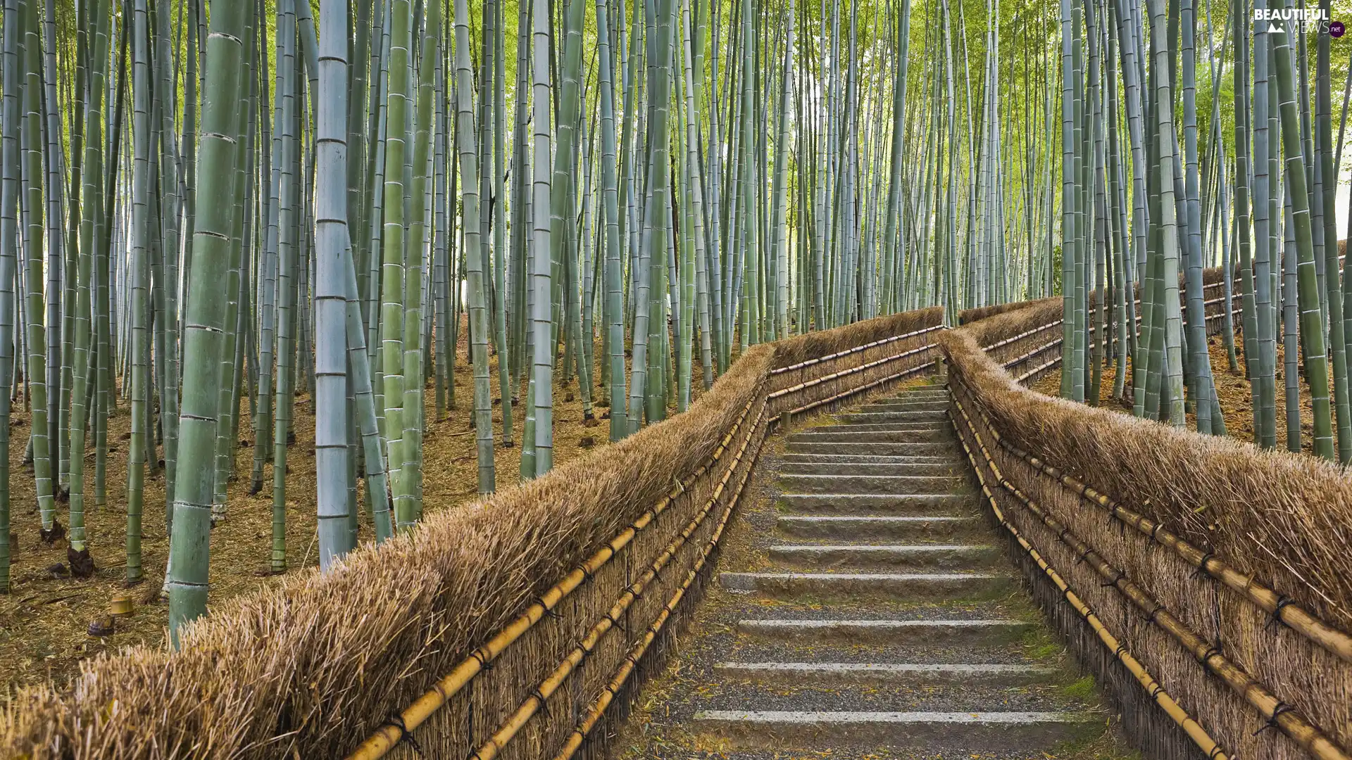 bamboo, Stairs, trees, viewes, forest