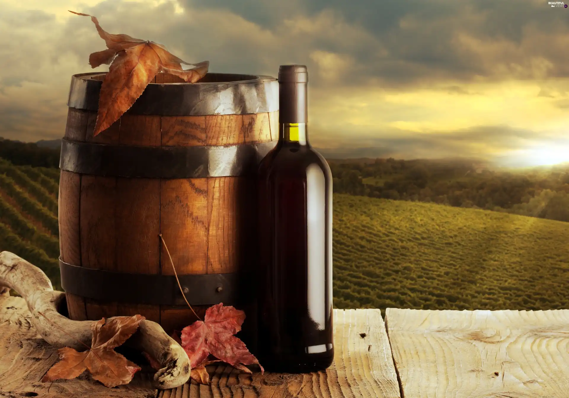 barrel, Leaf, sun, Wine, west