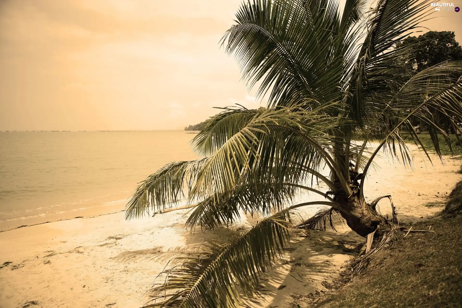 Beaches, Palm, sun, sea, west