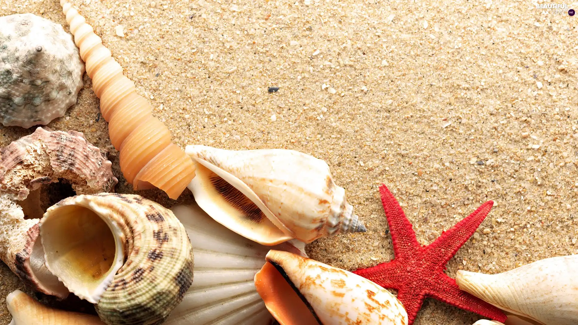 Beaches, color, Shells