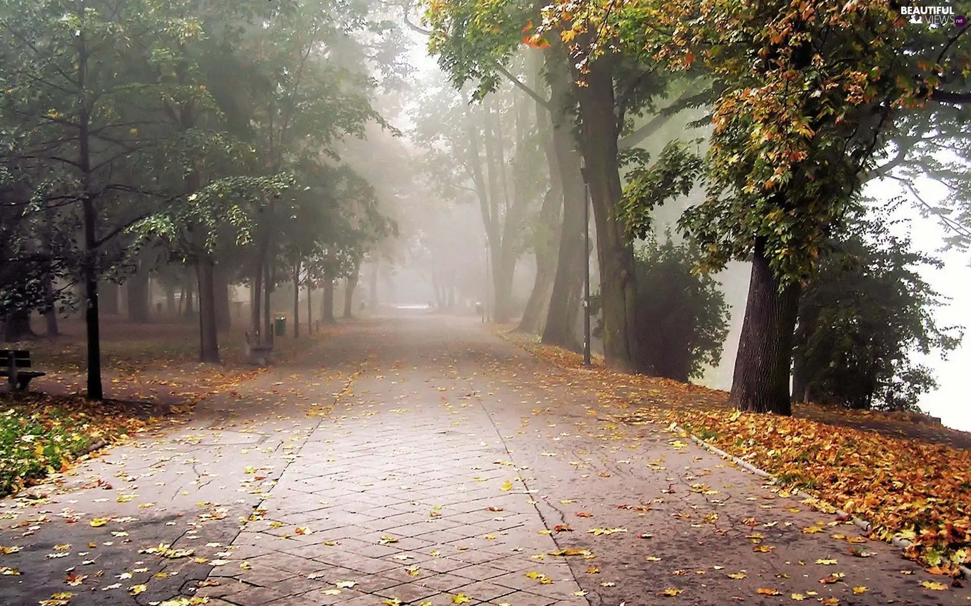 viewes, Pavement, Leaf, trees, Park, bench, Fog