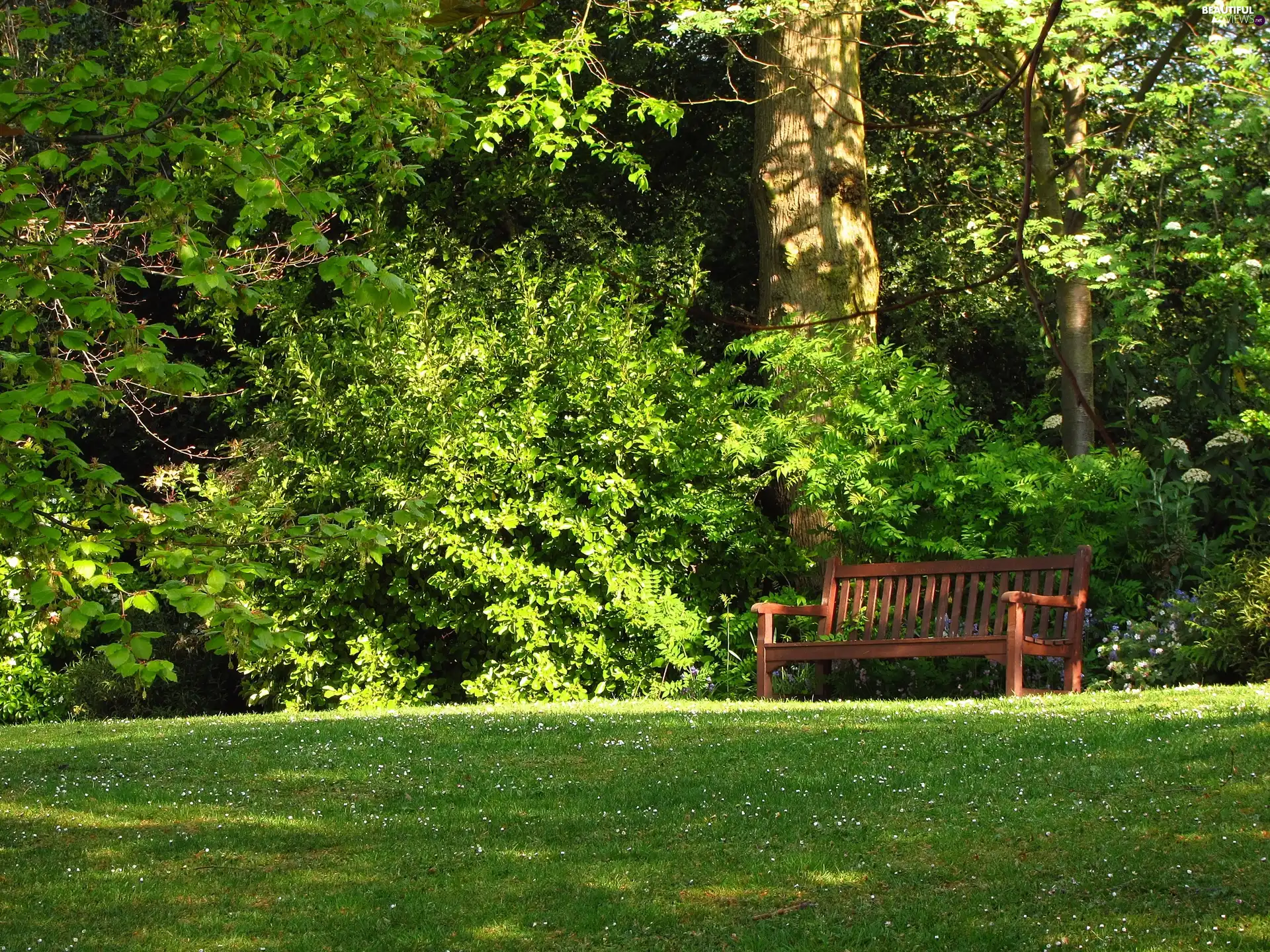 Bench, Garden, Lawn