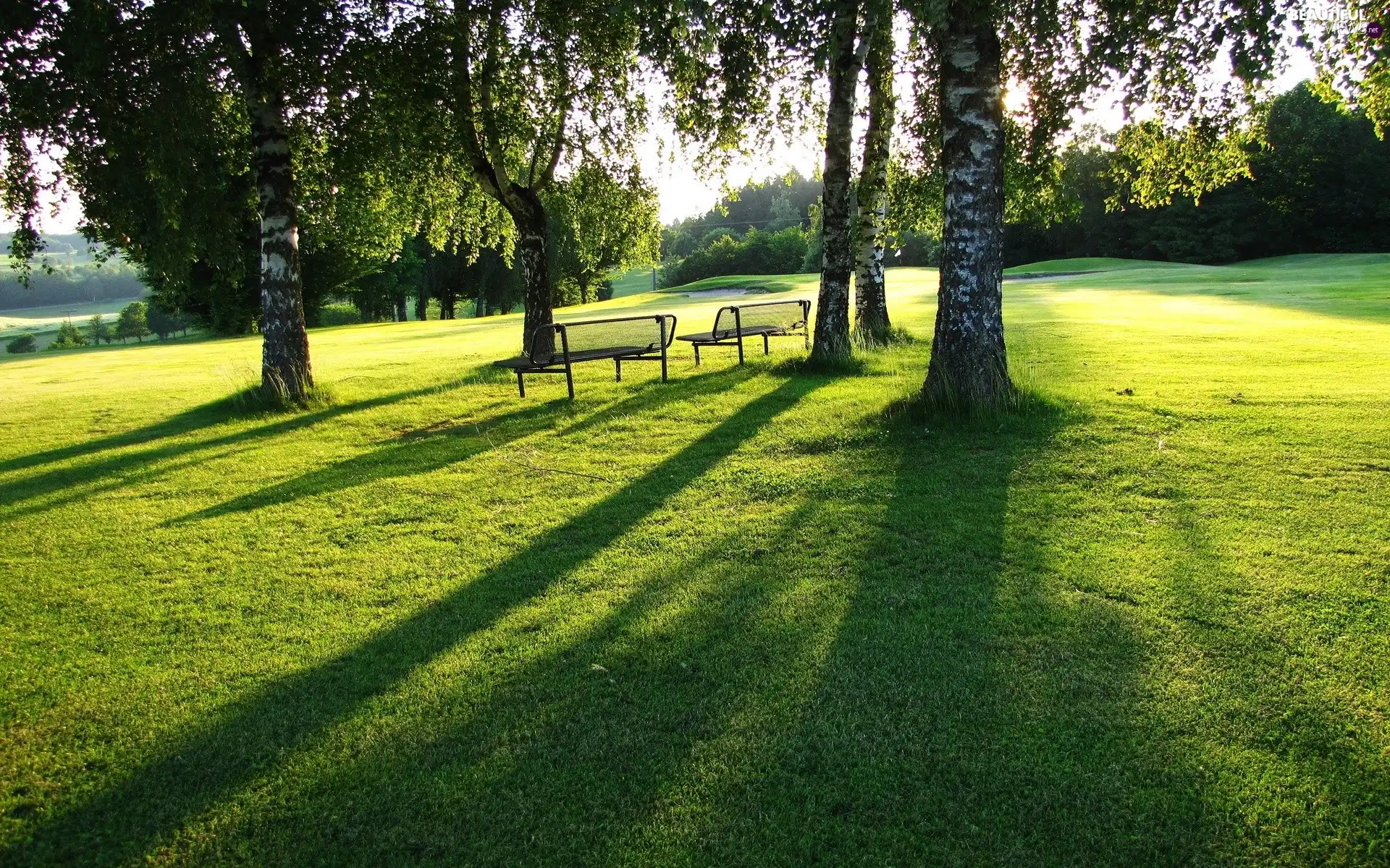 birch, trees, bench, Park, grass, viewes