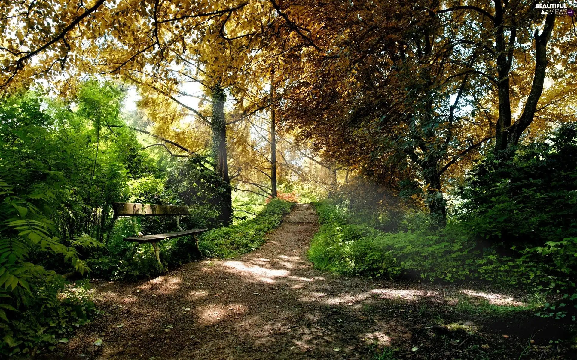 Bench, forest, Path