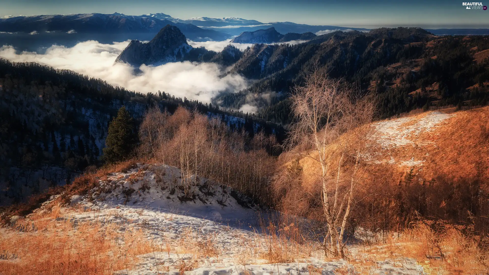 woods, birch, Fog, autumn, Mountains