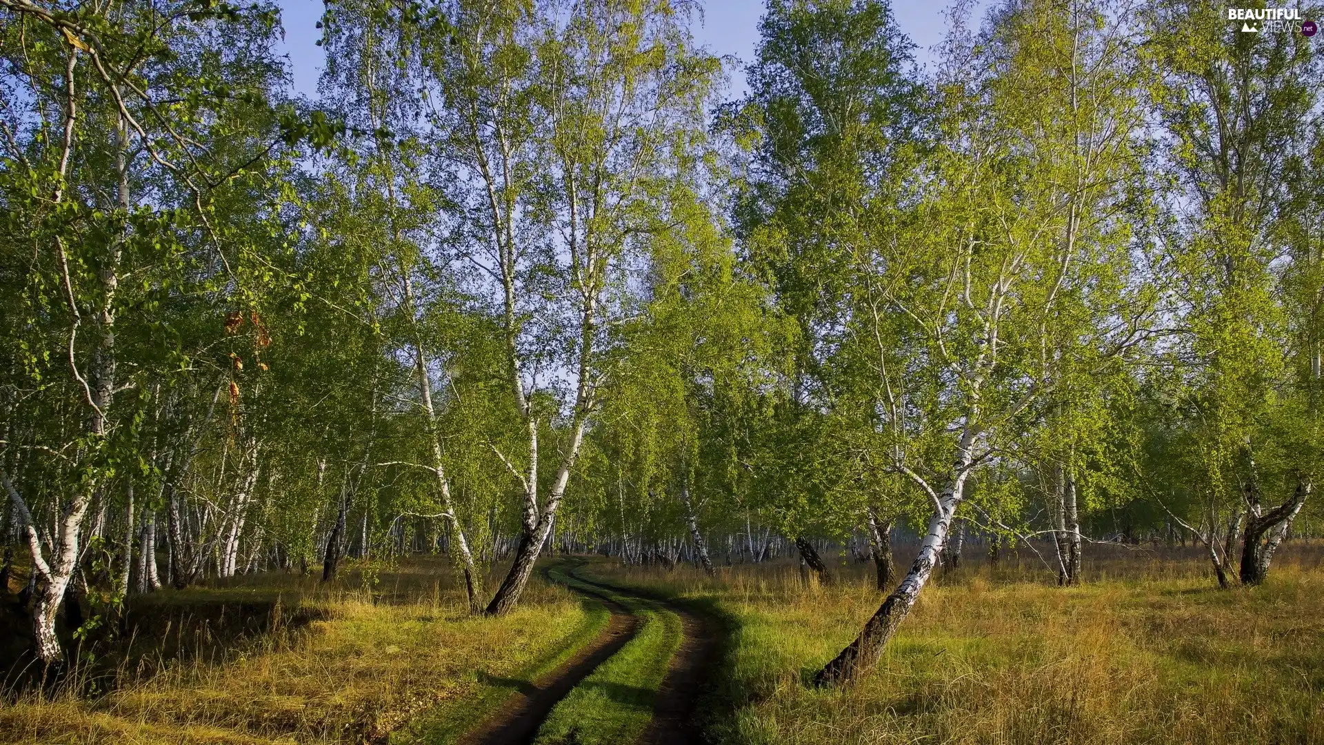 birch, Way, grove