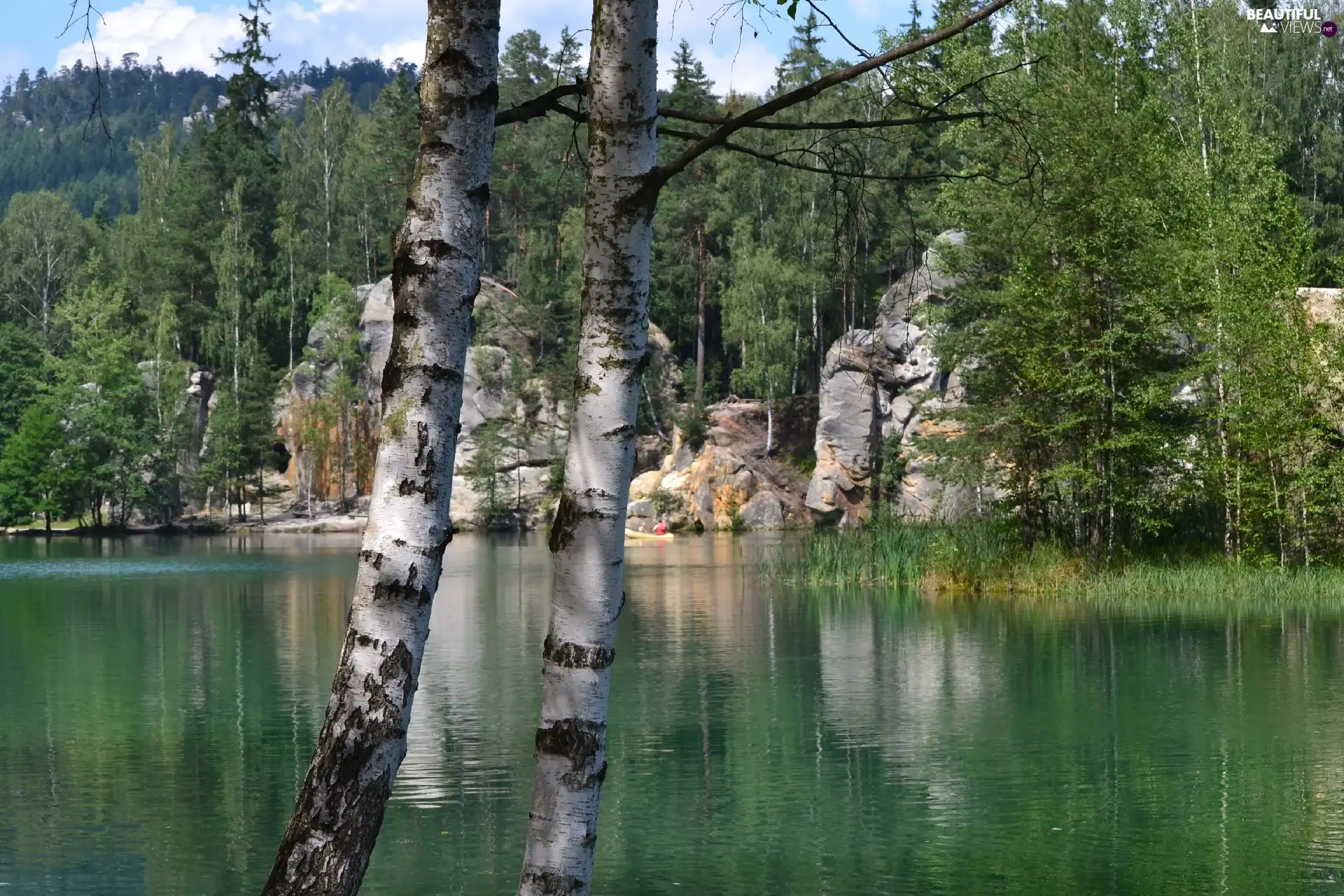 lake, Czech Republic, birch-tree, Ardspach