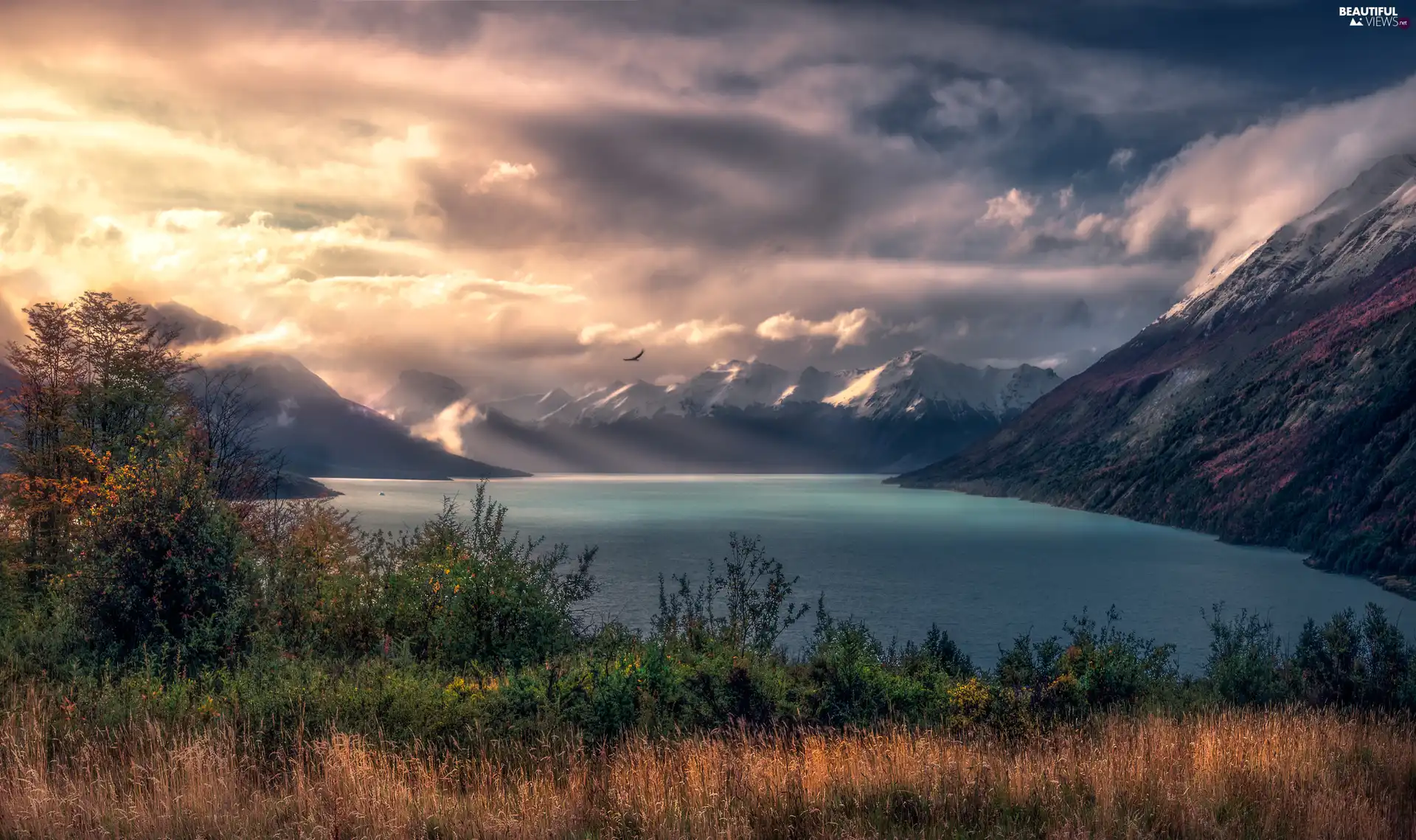 clouds, Bird, Mountains, grass, lake