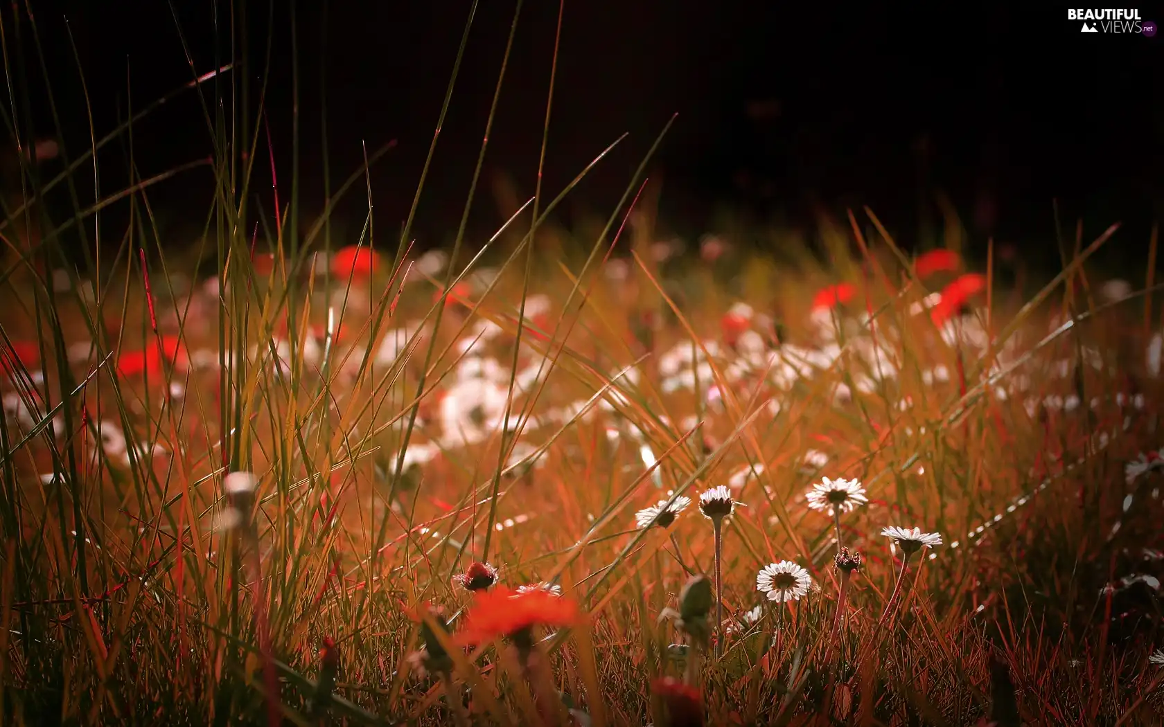 blades, grass, Flowers, daisies, Meadow