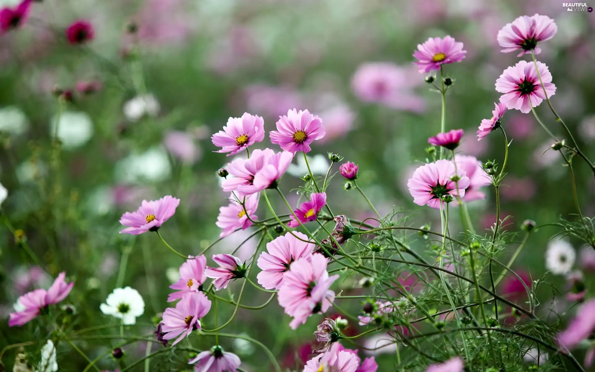 Meadow, Cosmos, blur, Pink