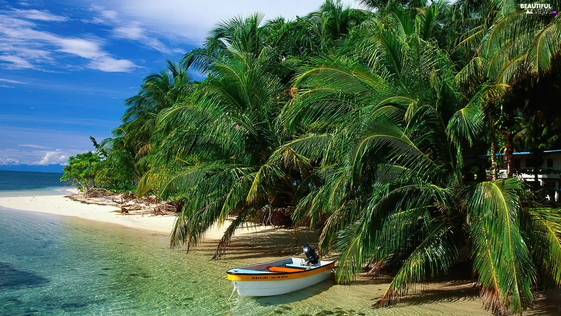 Sky, Palms, Boat, sea