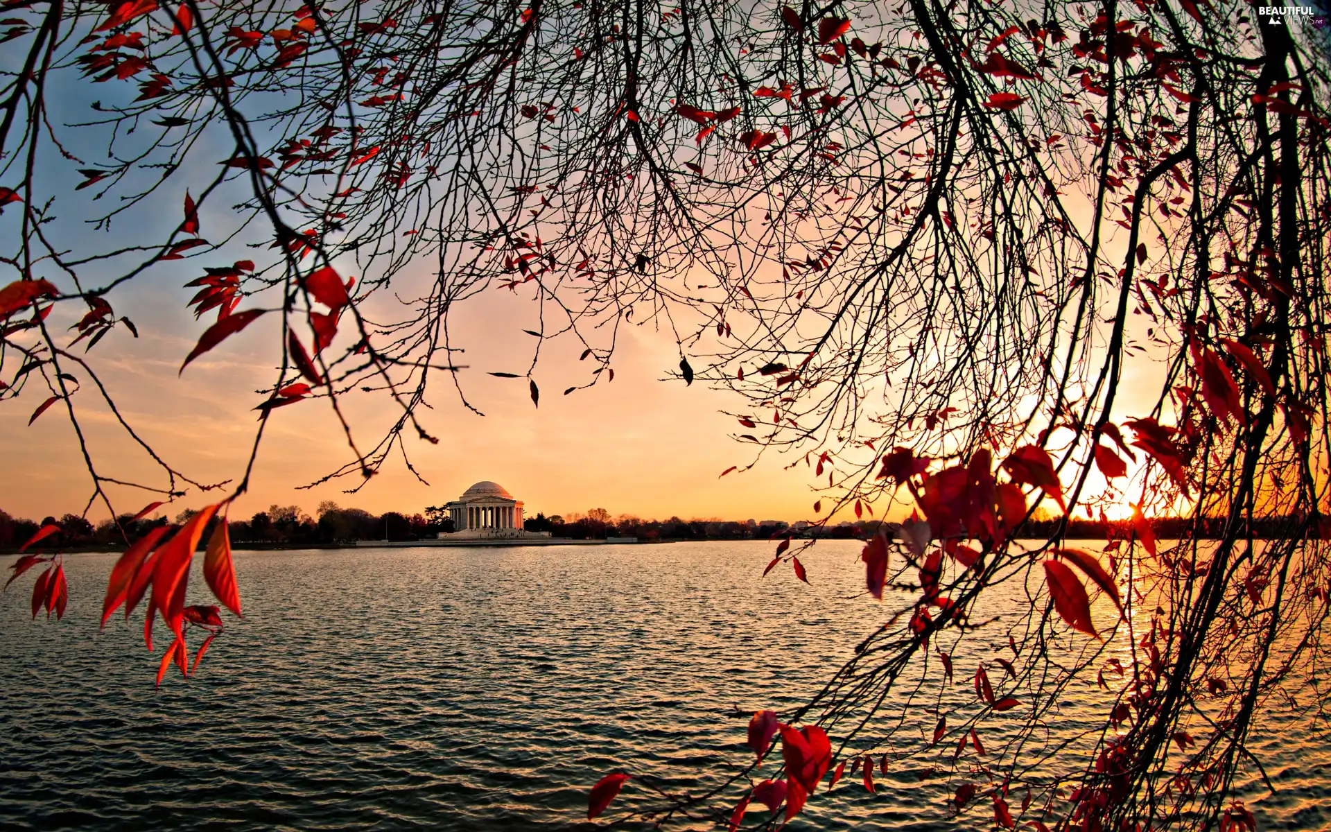 Leaf, water, branch pics