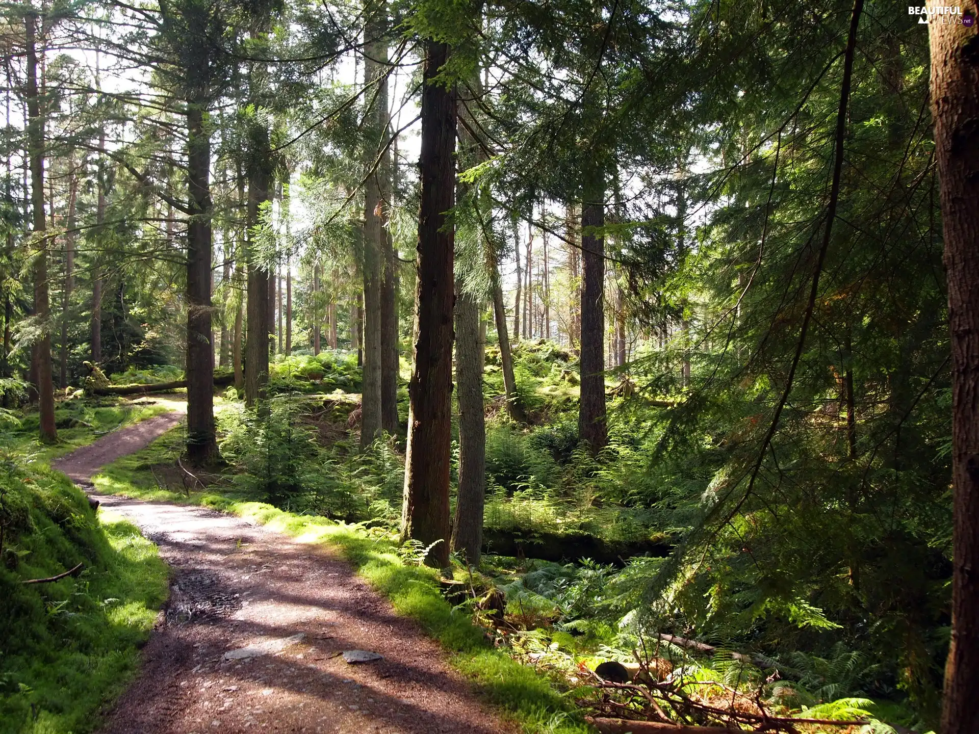 trees, Path, branch pics, viewes