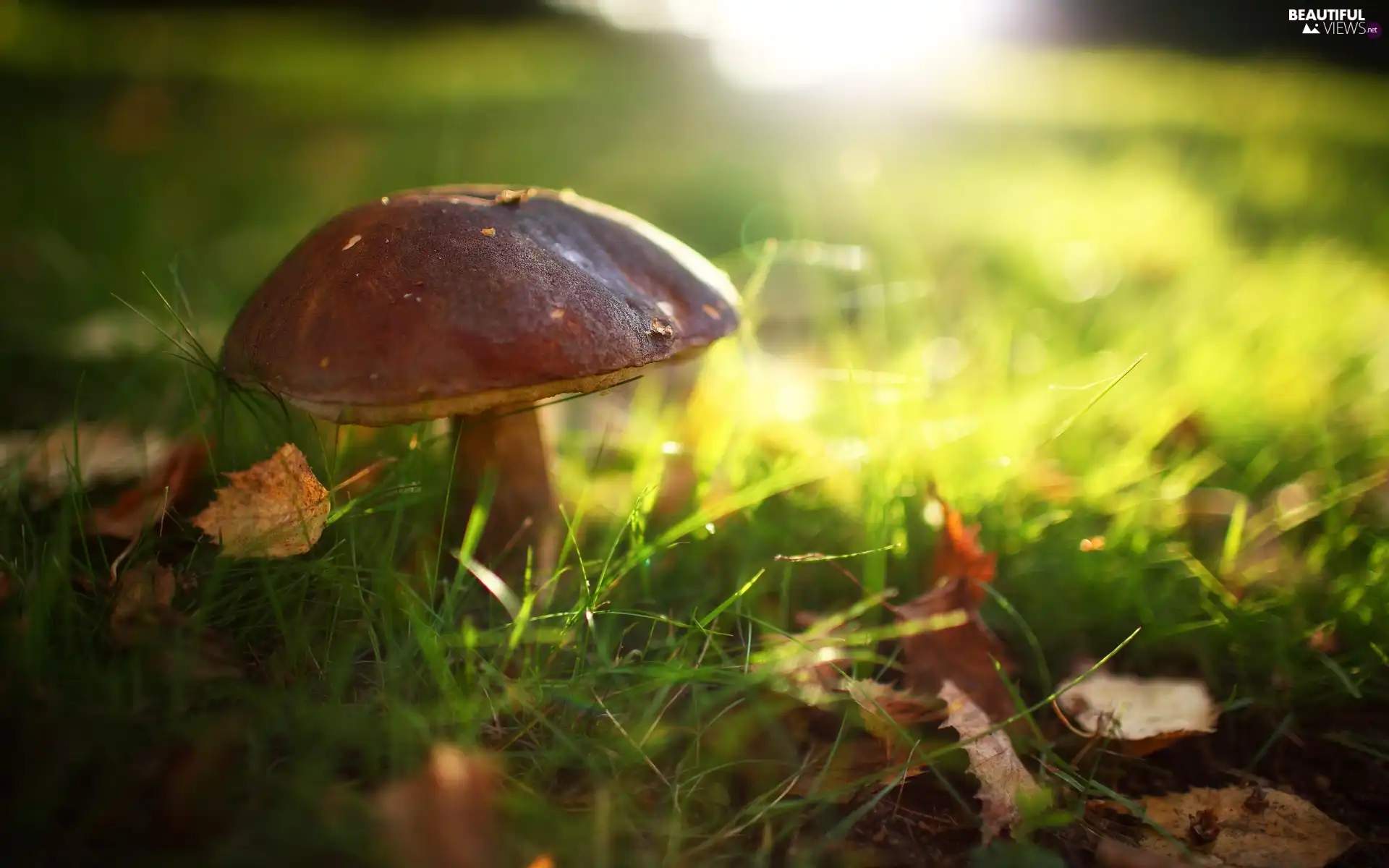 light breaking through sky, Close, bolete, Leaf, Mushrooms