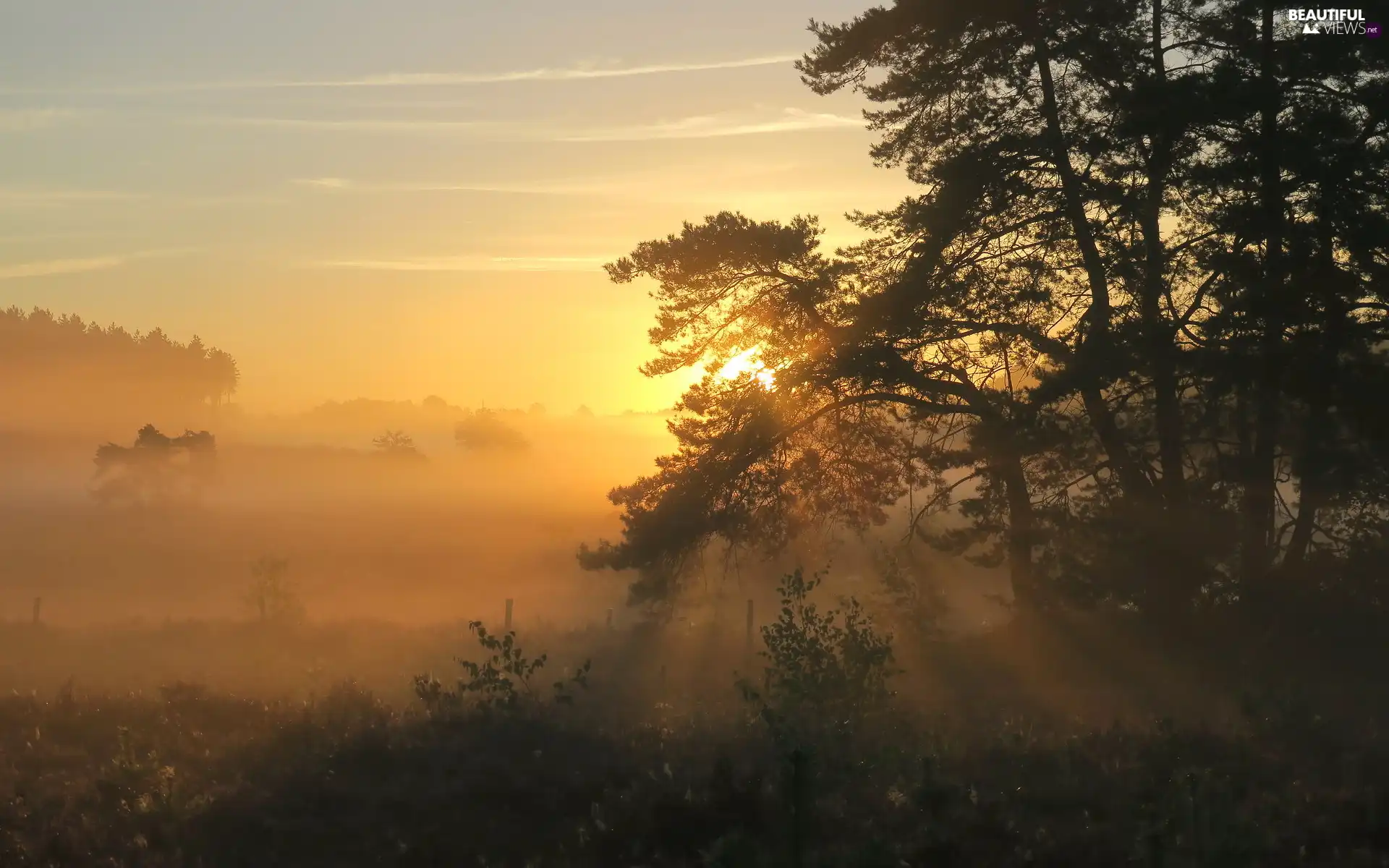 Sunrise, trees, light breaking through sky, Fog