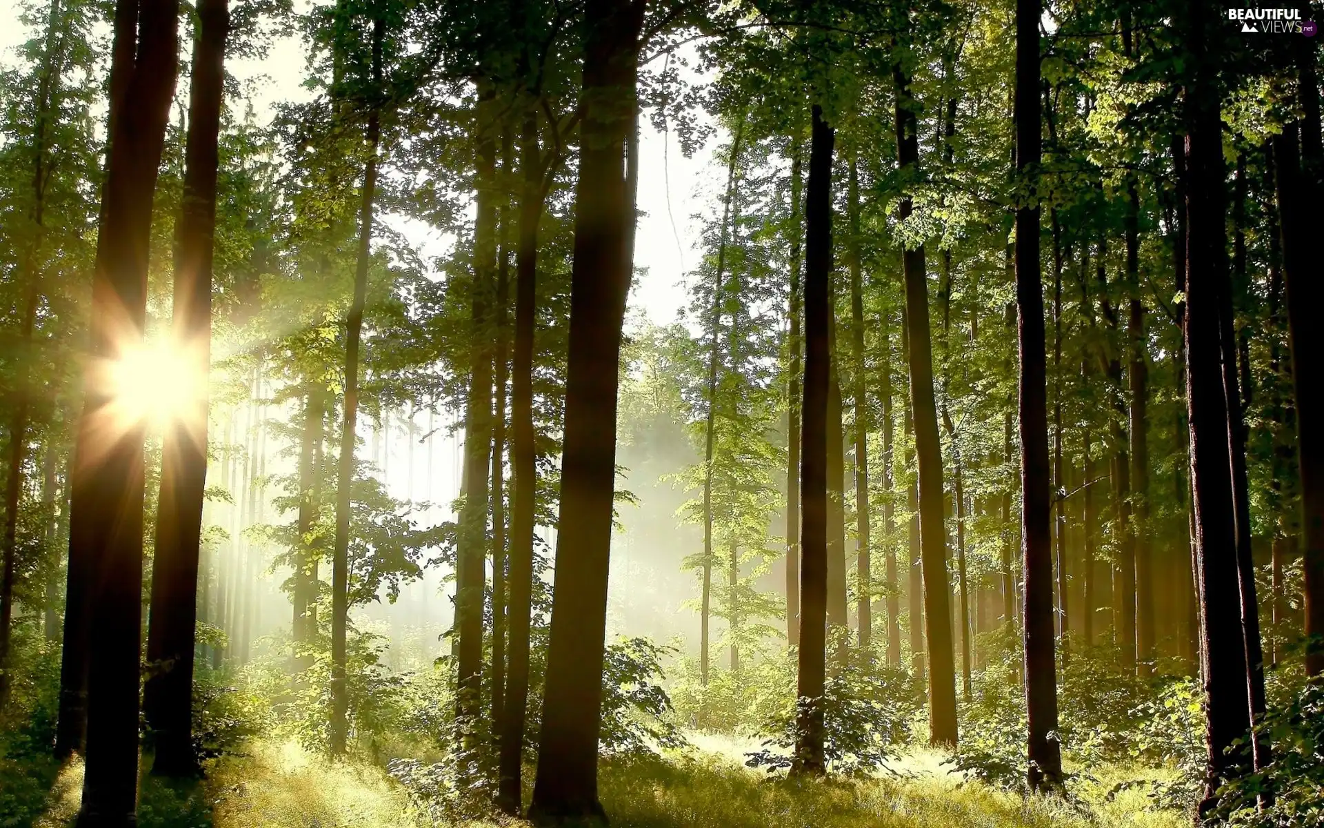 forest, viewes, light breaking through sky, trees