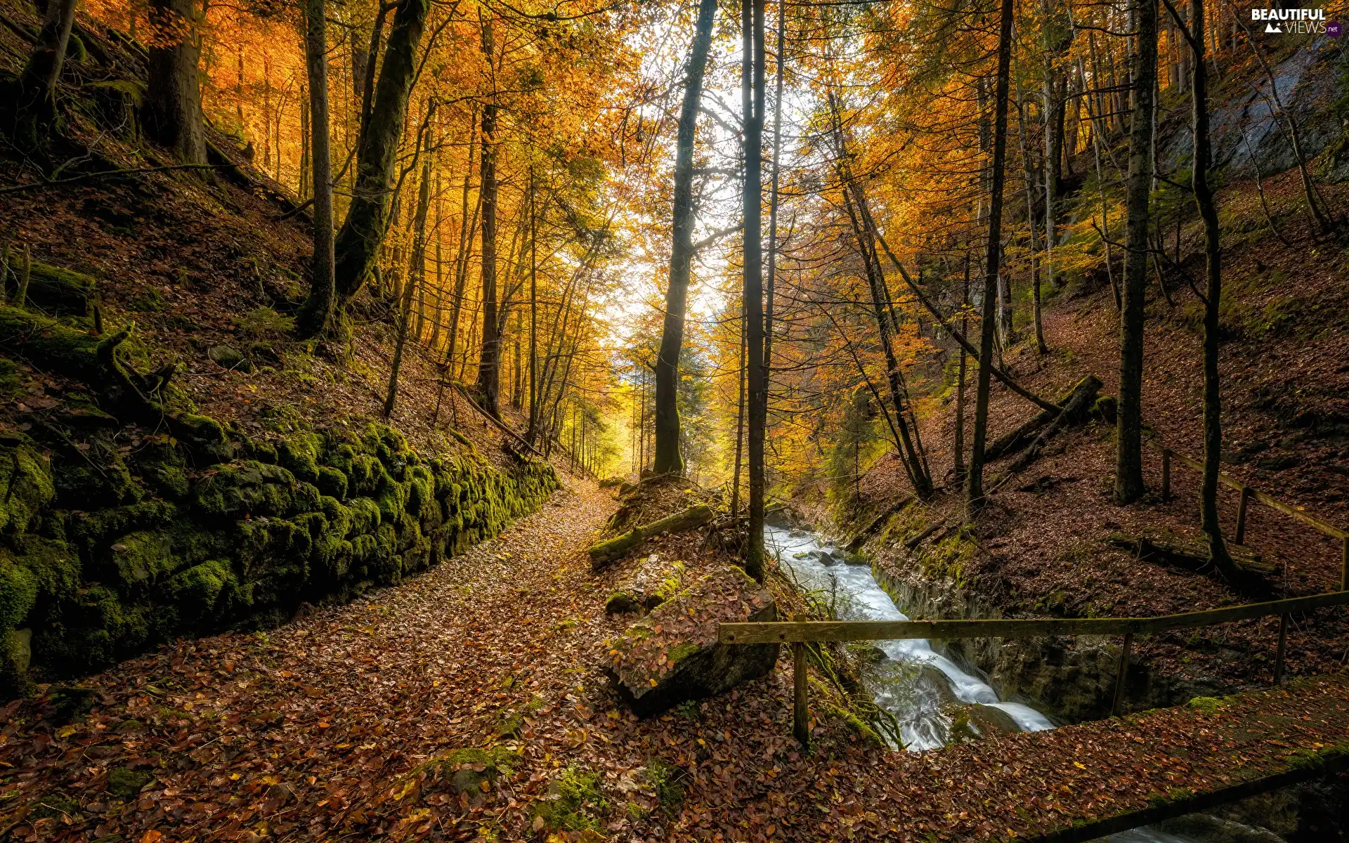 trees, autumn, stream, bridges, viewes, forest