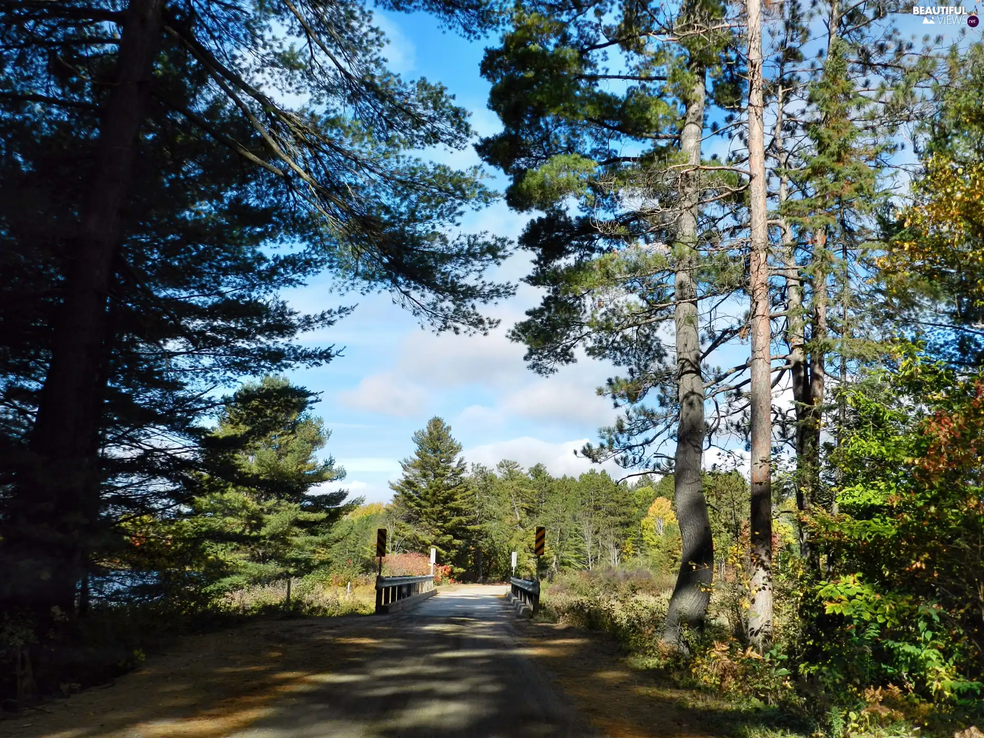 bridges, Way, forest