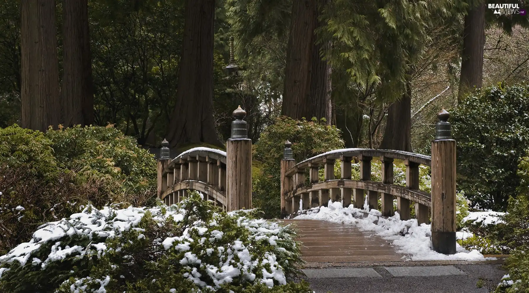 forest, bridges