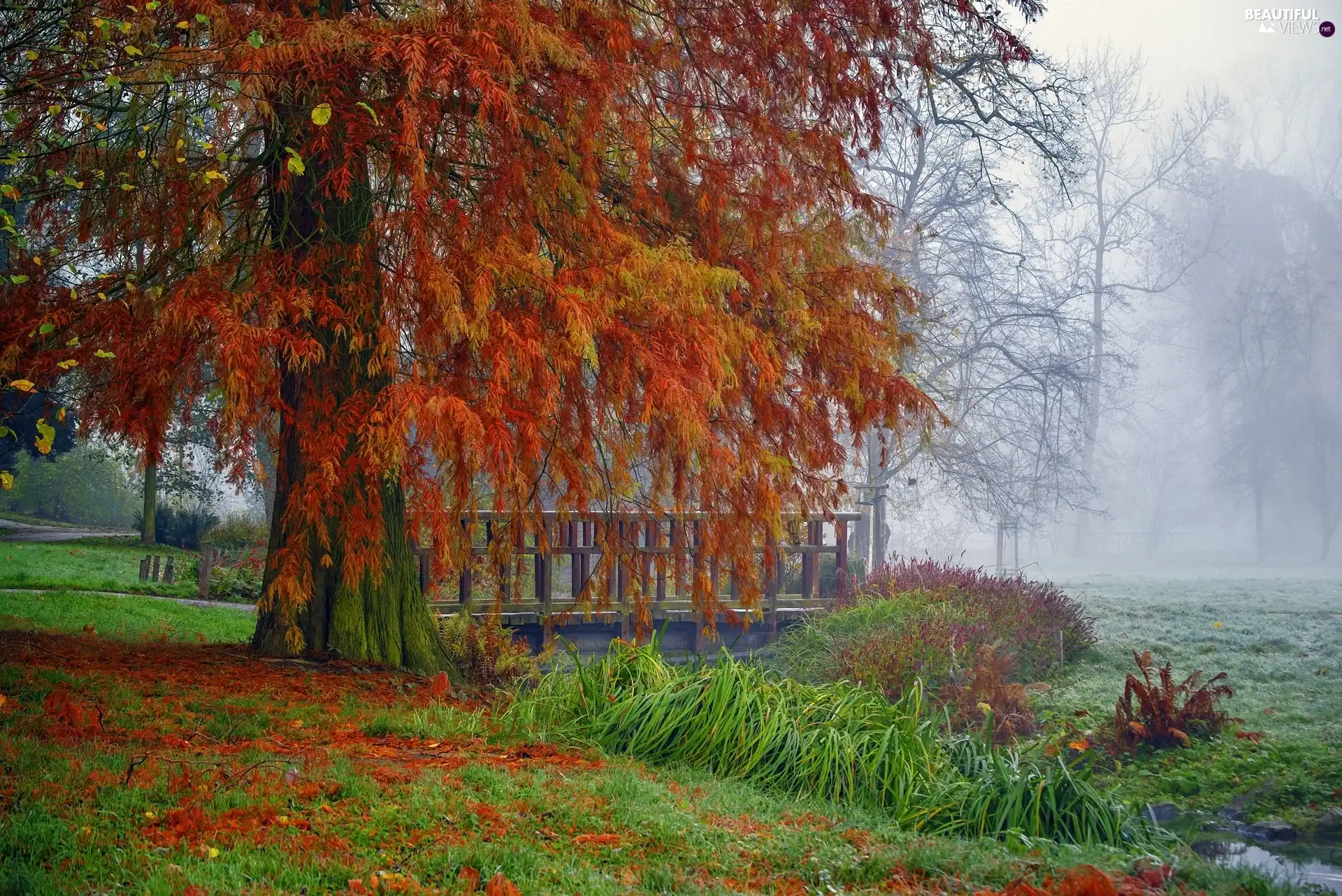 fallen, trees, grass, bridges, autumn, Leaf, Fog