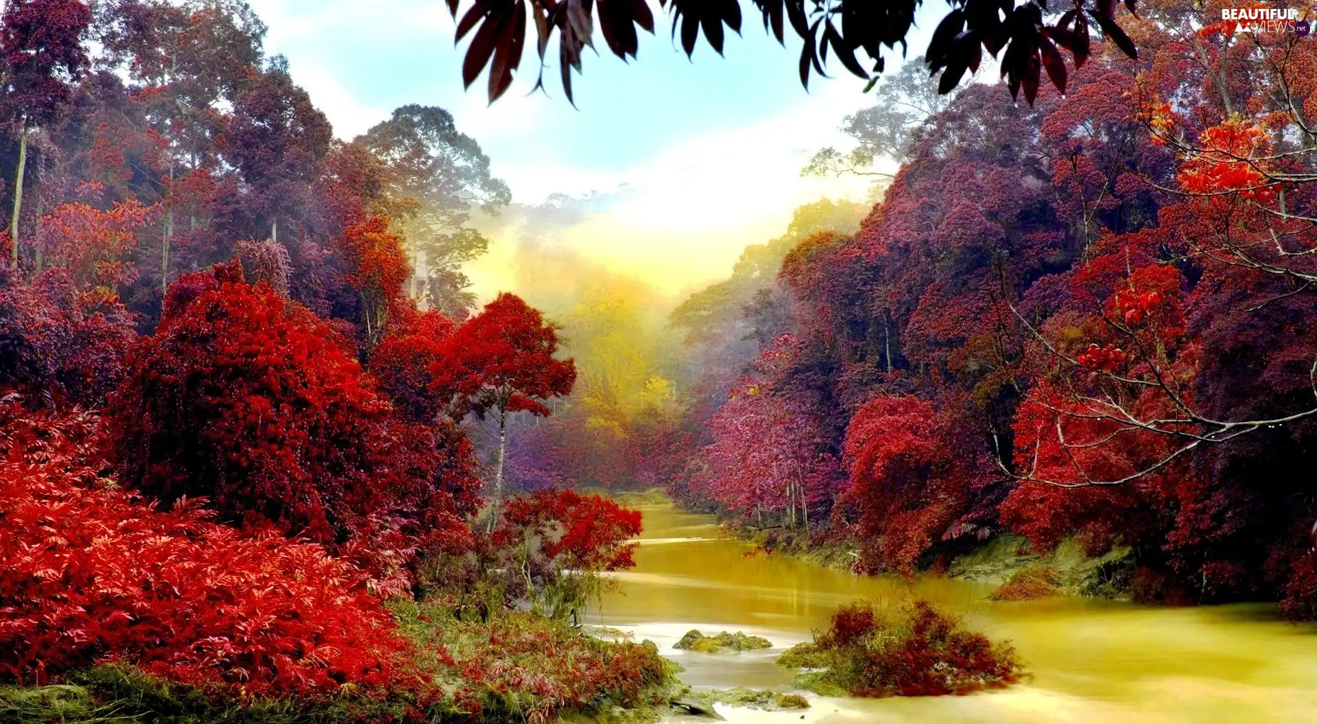 brook, forest, Autumn